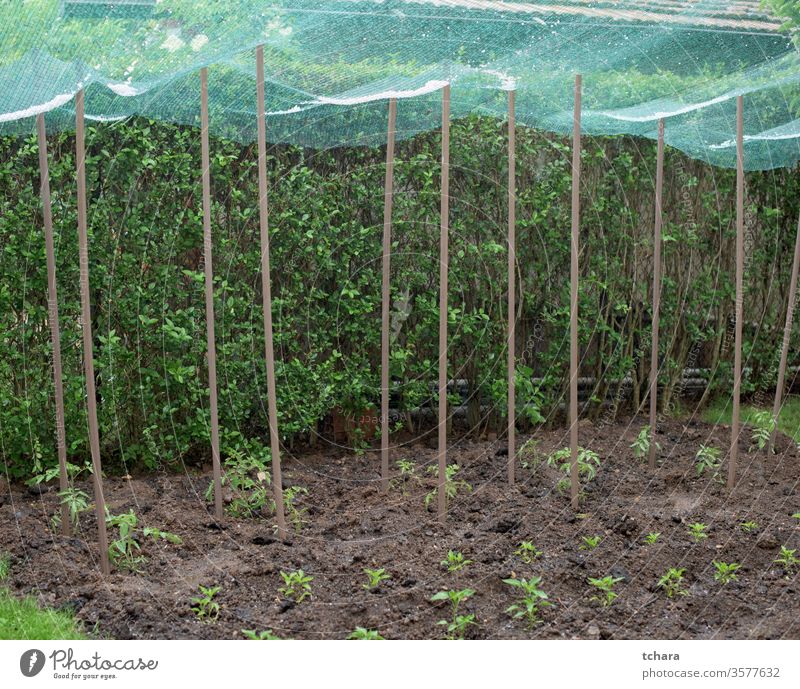 Hagel in einem Schutznetz über Gemüsepflanzen abgeschirmt Schutzschild deckend Wartehäuschen schlecht Inszenierung ländlich Sommer Ackerbau Frühling Schonung