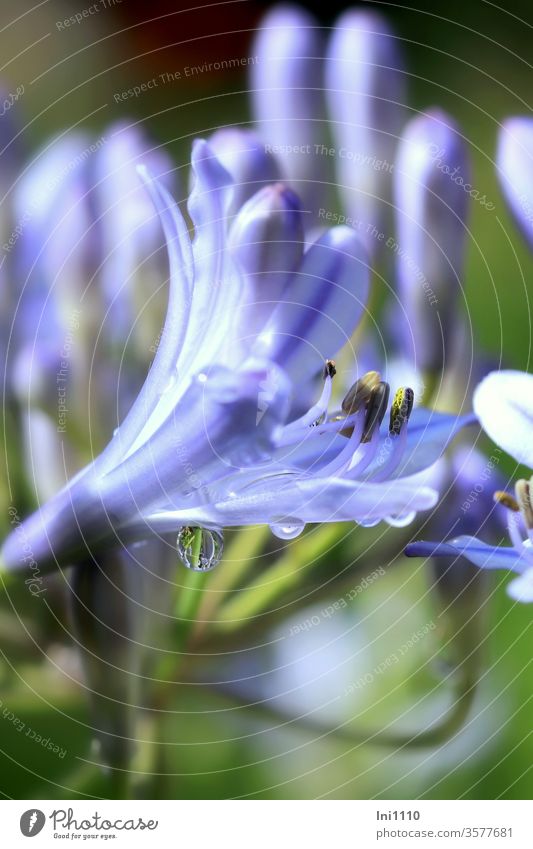 Blüte der Schmucklilie mit Regentropfen blau Staubgefäße Agapanthus Liebesblume Spiegelung zart makro Nahaufnahme bei natürlichen Beleuchtungsverhältnissen