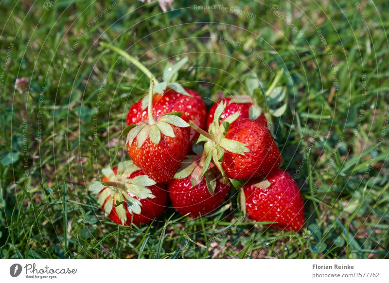 Sieben frisch gepflückte reife Erdbeeren liegen im Gras Lebensmittel Snack lecker Dessert Marmelade Frühstück Morgen geschmackvoll Brunch süß Feinschmecker