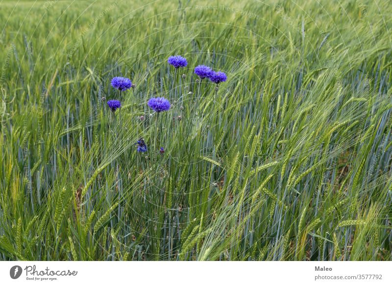 Wilde Kornblumen auf grünem, stacheligem Feld im Hintergrund Überfluss schön Schönheit Blütezeit Überstrahlung blau Knospen Farbe farbenfroh Design Anzeige