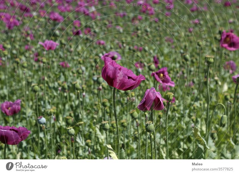 Feld mit rotvioletten Mohnblüten im Sommer Blume Schönheit Blüte Farbe Garten Wiese Natur Pflanze purpur Saison Frühling Hintergrund schön Blütezeit geblümt