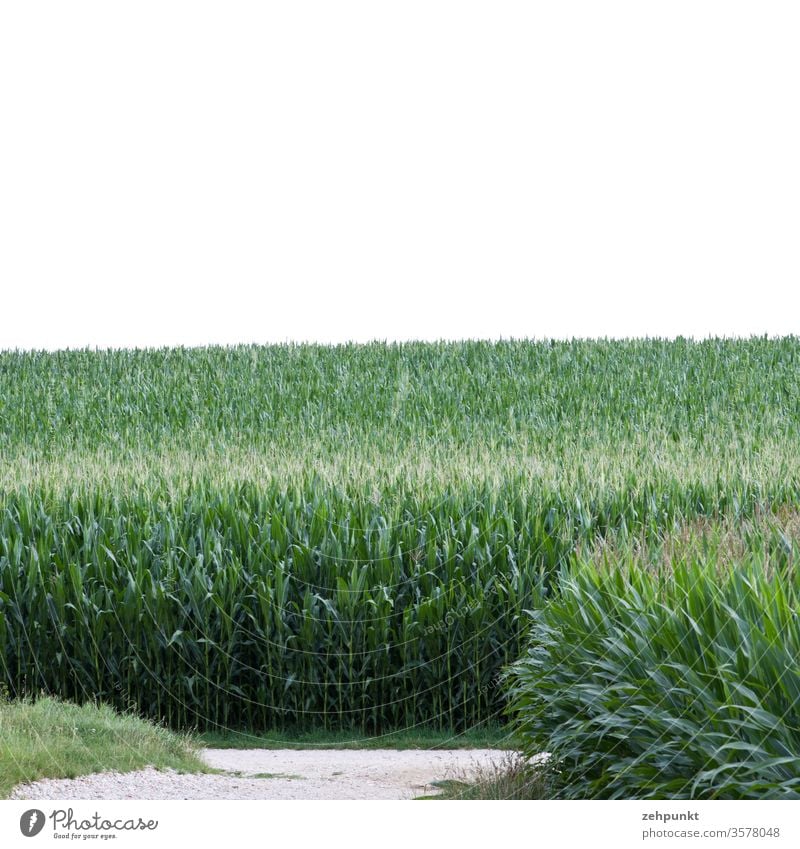Zwei Maisfelder, eine Wege t-Kreuzung, weisser Himmel Wegkreuzung grün Landwirtschaft Feld Sommer Juli weiß