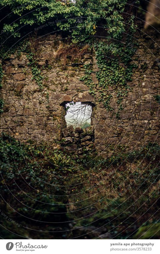 irisches historisches Schlossfenster im Wald Republik Irland galway Burg oder Schloss Burgmauer Burgruine antik Außenaufnahme Farbfoto alt Sehenswürdigkeit