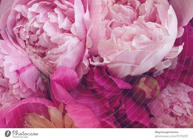 Rosa Pfingstrosen romantische ein Foto Blumen - lizenzfreies Hintergrundbilder Photocase Stock von