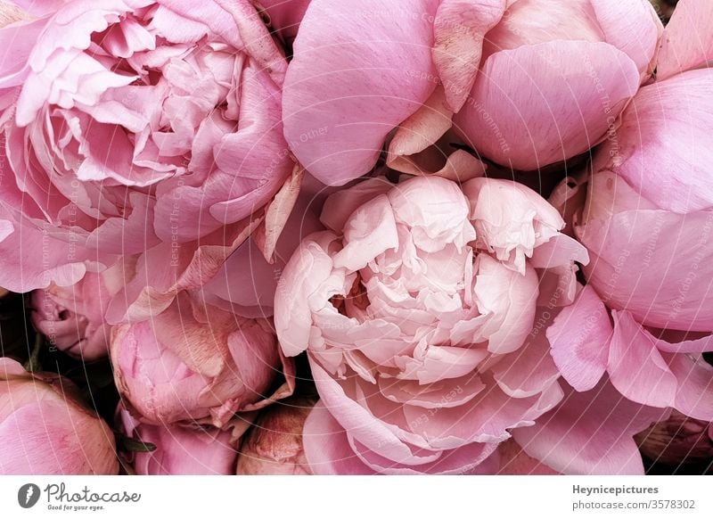 Rosa Pfingstrosen romantische Blumen Hintergrundbilder Geschmack männer schön Schönheit Geburtstag Blütezeit botanisch Blumenstrauß Nahaufnahme Sammlung Farbe