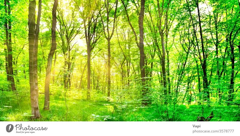 Grüner Wald mit Bäumen grün Panorama Natur Baum Landschaft Hintergrund Sonne Sonnenlicht Laubwerk groß Umwelt Holz Licht Park im Freien Zauberei u. Magie Sommer