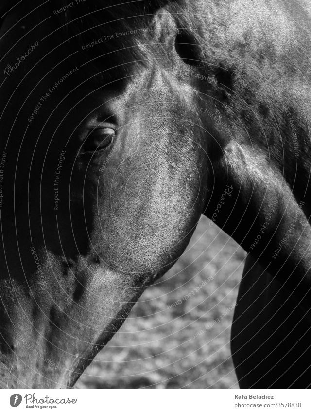 Wilder Rappe im Profil Tier Pferd wild im Freien Natur Feld Schwarzweißfoto Muster Haut