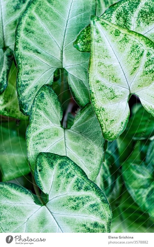Grüne Blätter Syngonium podophyllum aus der Nähe, Zimmerpflanze geblümt grün Hintergrund Blatt Nahaufnahme vertikal abstrakt Laubwerk abschließen