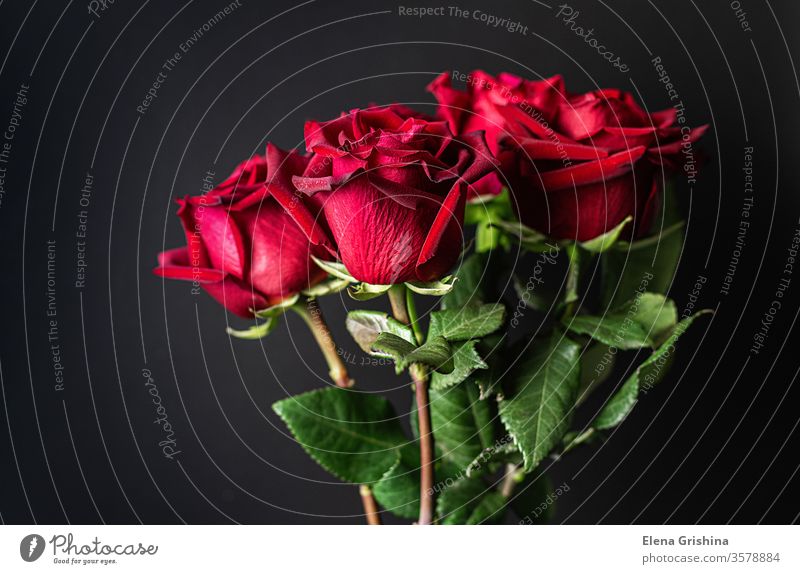 Rote Rosen auf schwarzem Hintergrund. rot 8. März dunkel Blumenstrauß Feiertag Tag Mutter Geburtstag Heirat Jahrestag Romantik romantisch geblümt Geschenk