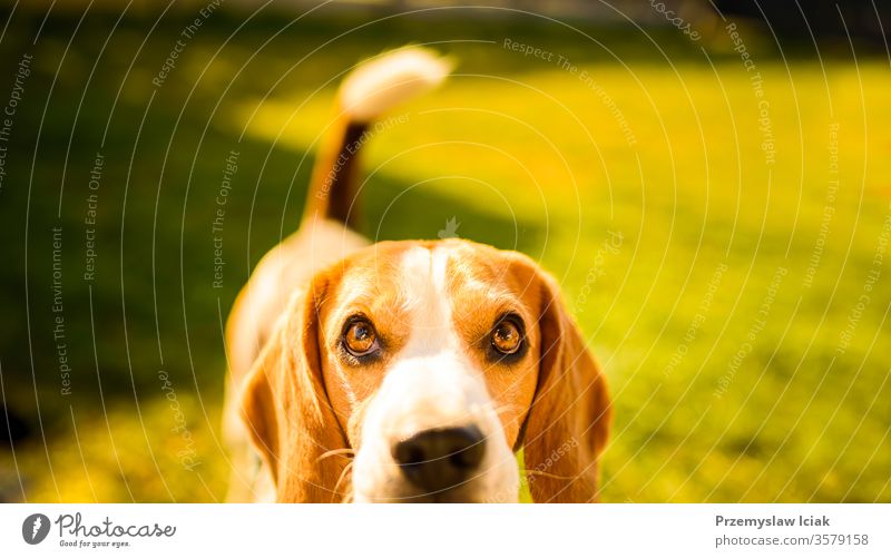 Bezaubernder Beagle-Hund Hintergrund. Kopierfeld für Text rechts Porträt Tier Haustier im Freien Natur Park jung Glück Eckzahn Gras niedlich Freund Jagdhund