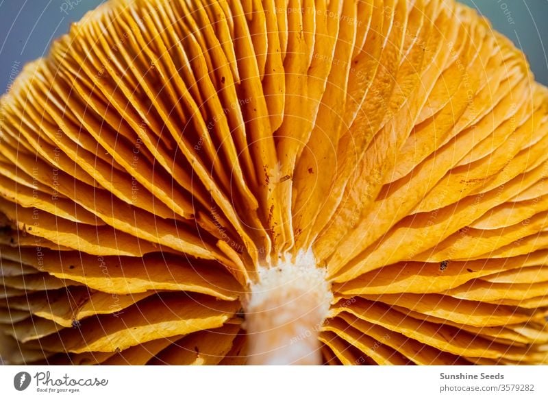 Nahaufnahme von Pilzen in einer Kiefernwald-Plantage im Tokaier Wald Kapstadt wild Pinienwald orange braun Nadeln Mykologie giftig Umwelt fallen frisch