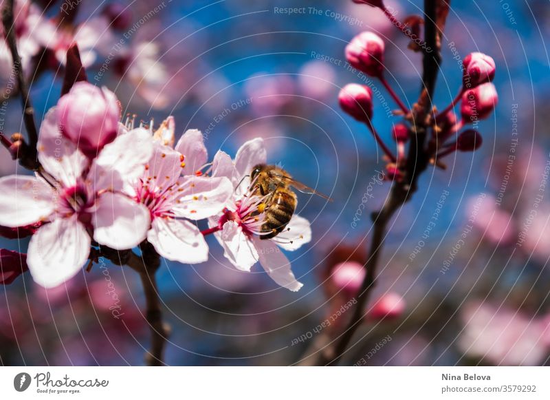 Honigbiene auf Kirschblütenbaum, Frühling Biene Tier Apis mellifera Hintergrund schön Schönheit Bienen Blütezeit Überstrahlung blüht blau Ast hell Kirsche