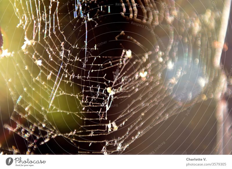 Spinnennetz | an vielen Stellen kaputt, im Gegenlicht mit viel Bokeh bokeh lichter kleine Fliegen regenbogenfarben Lichtreflexe Unschärfe abstrakt Lichter schön