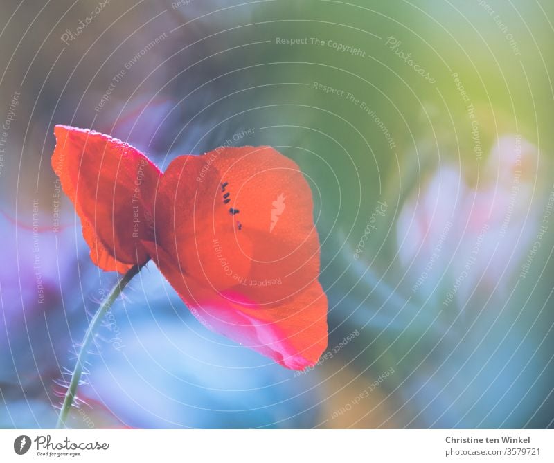 Nahaufnahme einer roten Klatschmohn Blüte vor bunt verschwommenem Hintergrund Mohn Papaver rhoeas Mohnblüte Mohnblume roter Mohn Naturliebe Blume Sommer
