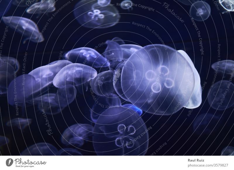 Fluoreszierende Quallen auf blauem Hintergrund, das Meer schwarz Medusa aquatisch schwimmen gefährlich exotisch friedlich Zoo Tierwelt Tropen Gift Stich Risiko