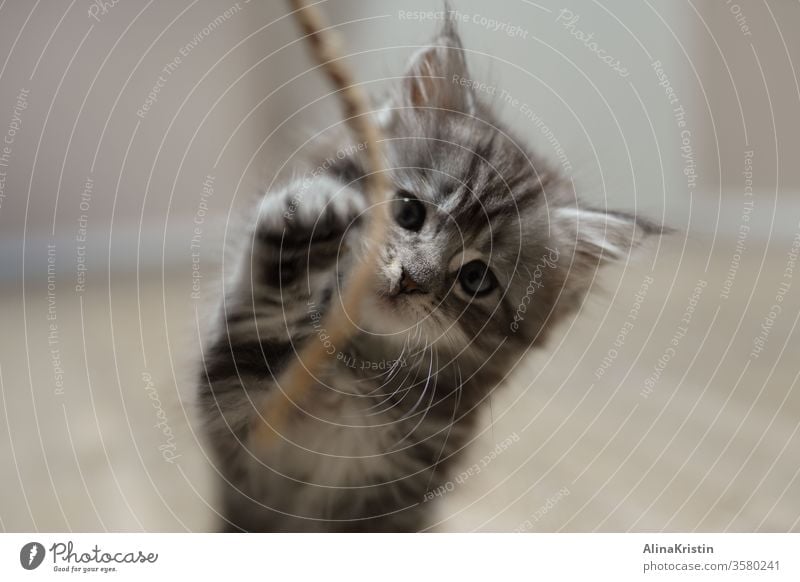 Maine-Coon-Katze spielt mit Schnur Maine Coon Rassekatze Fell Langhaarige Katze Haustiere fluffig weiß grau fluffy katzenhaft getigert getigerte Katze kitten