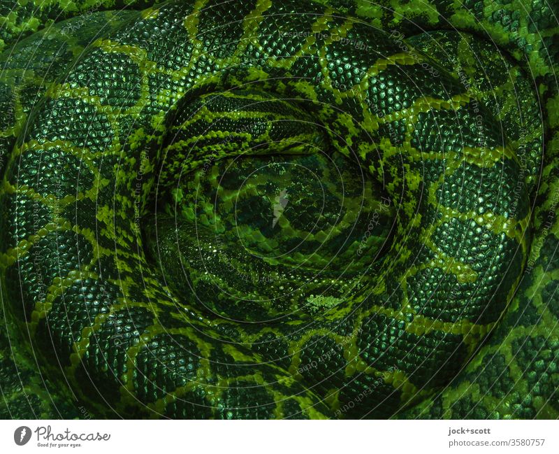 Zusammengerollt wird die Schlange ihr Geheimnis absolut nicht preisgegeben Schlangenmaserung Anakondas scheckig liegen giftgrün abstrakt Muster exotisch