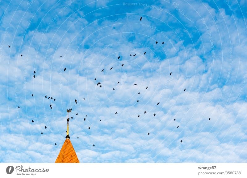 Dohlen umfliegen die Schwaaner Kirchturmspitze unter leicht bewölkten blauen Himmel Rabenvögel Schwarm Vogel Außenaufnahme Menschenleer Farbfoto Wildtier Luft