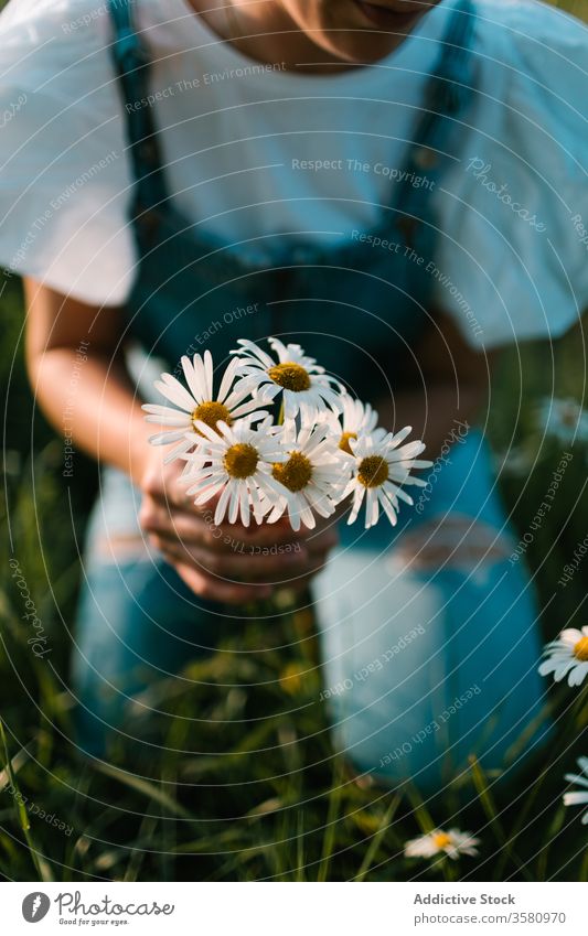 Ruhiges Weibchen ruht sich im Frühling auf grüner Wiese aus Frau Kamille Feld ländlich pflücken abholen riechen Windstille genießen Blumenstrauß frisch Natur