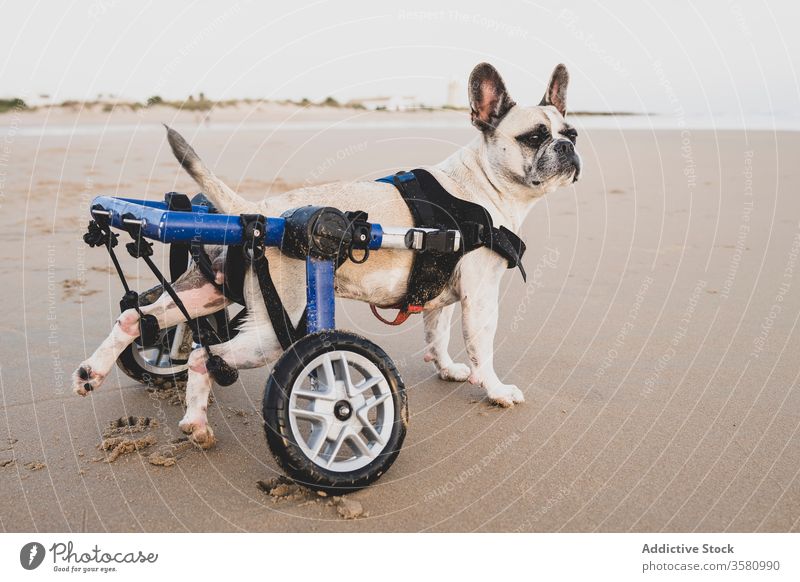 Französische Bulldogge im Rollstuhl am Meer Hund französische Bulldogge Seeküste Strand Küstenlinie deaktivieren Tier Handicap heimisch Windstille Wasser