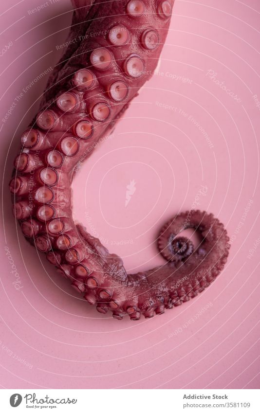 Tentakel eines Tintenfisches auf Teller Octopus Meeresfrüchte Restaurant Exquisit roh Speise Küche Feinkostladen Reichtum Lebensmittel gesunde Ernährung