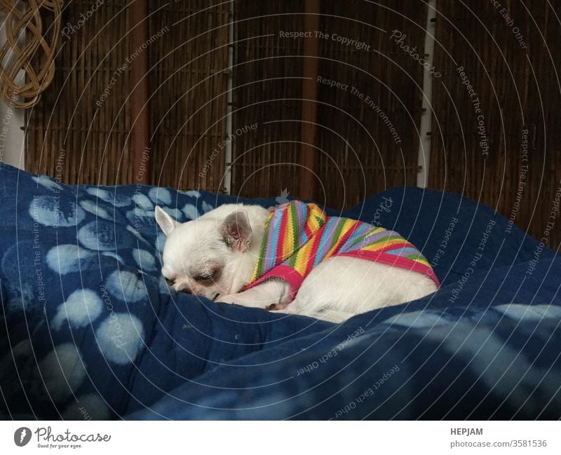 Süßer verschlafener Chihuahua-Hund schläft oder schläft auf dem Bett im Schlafzimmer bezaubernd Tier schlafend Baby Hintergrund schön Decke züchten Brummen