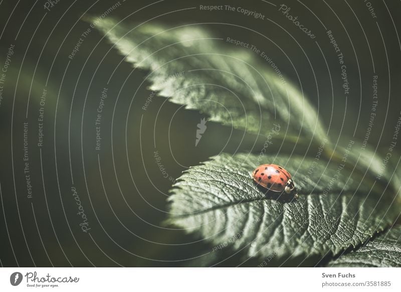 Ein roter Marienkäfer auf einem grünen Blatt marienkäfer blatt insekt matt natur fauna stumpf makro hintergrund tier pflanze nahaufnahme schmetterling farbe
