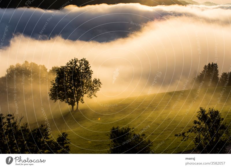 Nebliger Tagesbeginn mit Baum im Mittelpunkt Nebel Sonnenaufgang Morgendämmerung sanft nebelig Natur Landschaft Wiese Licht warmes Licht Farbfoto Kontrast