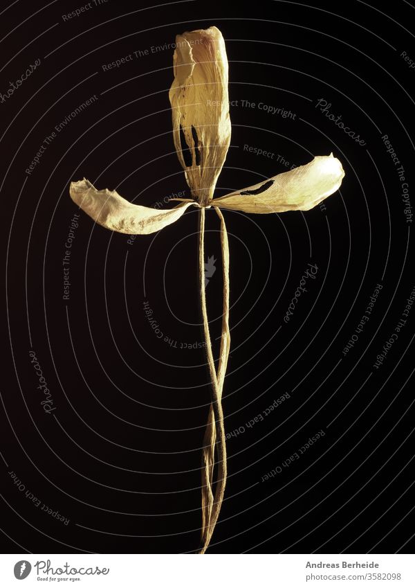 Alte verwelkte gelbe Tulpe auf dunklem Hintergrund Zerbrechlichkeit Zeit texturiert Gebrechlichkeit natürlich weg geblümt Blütenblatt Blume Leben Blatt