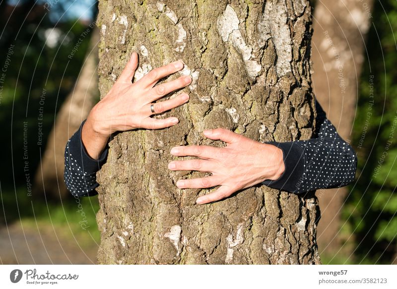 Hände einer Frau umfassen einen Baumstamm um die innere Ruhe zu finden Mensch weiblich Weiblicher Senior Erwachsene umklammern Birke Birkenstamm Birkenallee