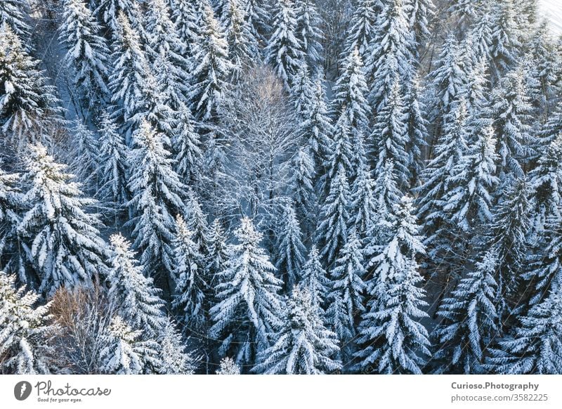 Schneebedeckter Kiefernwald in den Bergen, Luftaufnahme von oben. Winterlandschaft. Antenne Wald Ansicht Landschaft Natur weiß Saison Baum Hintergrund kalt