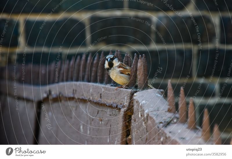 Ein kleiner Vogel auf dem Stachelzaun Freiheit grenzenlos frei Spatz Metall Grenze Stacheldraht Stacheldrahtzaun Mauer Zaun Barriere gefangen stachelig