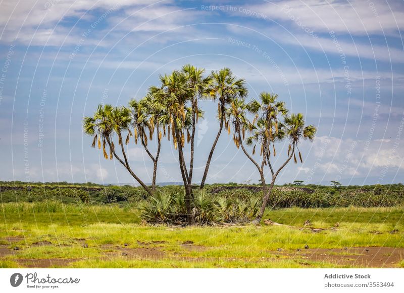 Grüne Palmen in der afrikanischen Savanne Handfläche Baum Grasland Natur Blauer Himmel grün sonnig Afrika Wiese filwoha heiße Quellen Äthiopien tropisch Pflanze