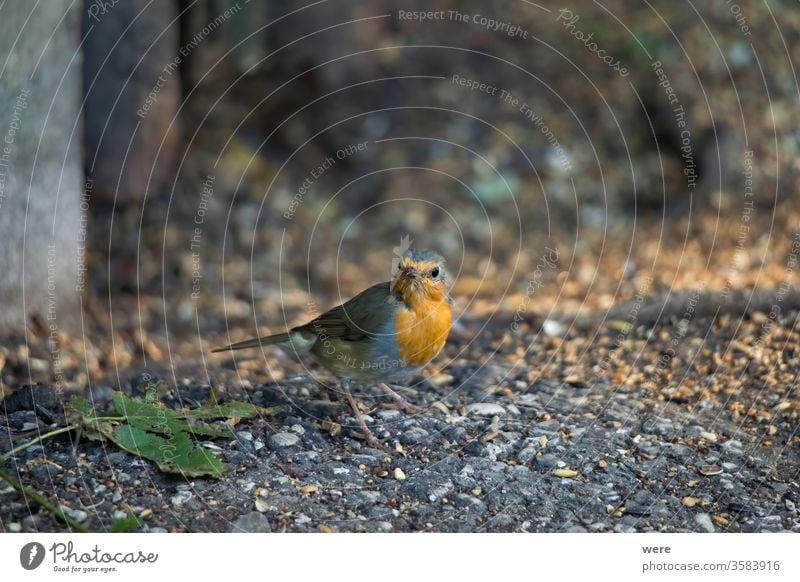 Robin sitzt vor einem Lattenzaun auf dem Boden und sucht nach Nahrung Erithacus rubecula Rotkehlchen Wintervogel Tier Vogel Textfreiraum Federn Fliege