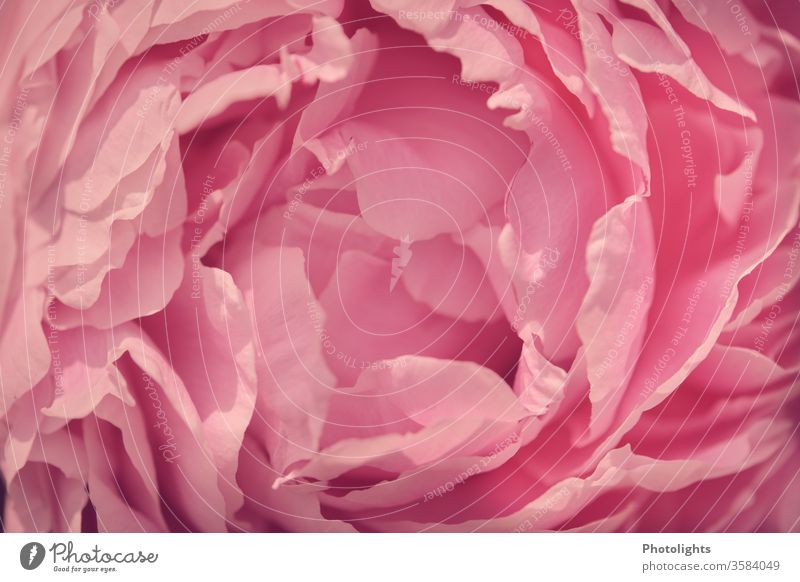 Rosa Blüte einer Pfingstrose Nahaufnahme schön Makrofotografie Duftpflanze elegant Floristik Romantik Stimmung Pflanze Blühend Frühling Detailaufnahme Blume