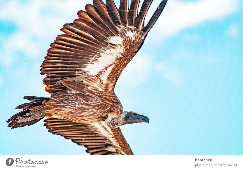 Geier Sturzflug Ein Lizenzfreies Stock Foto Von Photocase