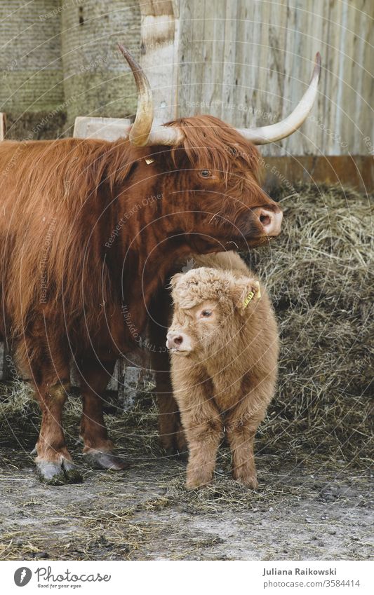 süßes Hochlandrind Kalb mit Mutter Schottisches Hochlandrind Tier Kuh Nutztier Außenaufnahme braun Rind Horn Tierporträt Fell Natur Baby kuschlig Schnauze