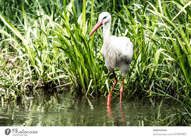 frühlingsgefühleerwachen Tier fantastisch außergewöhnlich schön Schilfrohr Teich Feder Storch Farbfoto Tag Licht Flügel Tiergesicht Vogel Wildtier Natur Fressen