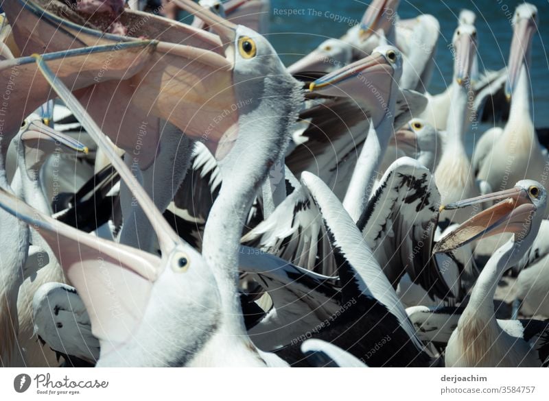 " Das Große Fressen " ganz viele Pelikane stehen zusammen  und  möchten ein Stück vom Fisch. Mit aufgerissenem Maul. Schwarm Meer Tier Farbfoto Außenaufnahme