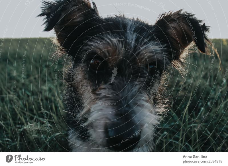 Hund im Gras niedlich Sommer Sonnenschein Tier Haustier Welpe Tierporträt Farbfoto