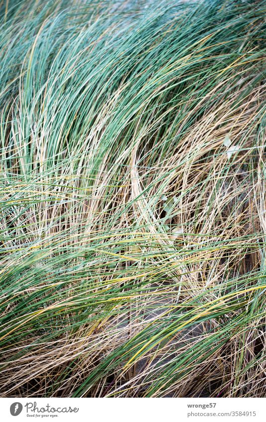 Dünengras wiegt sich im Wind Gras wiegen bewegen Küste Küstenschutz Nahaufnahme Natur Außenaufnahme Farbfoto Menschenleer Strand Pflanze Stranddüne Ostsee