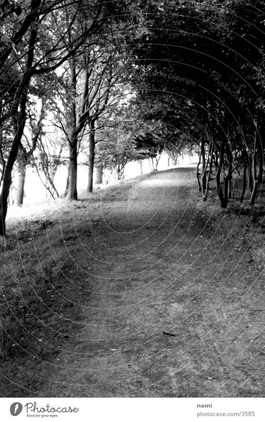 Spaziergang Allee Baum Licht leer Einsamkeit ruhig Wege & Pfade Kontrast Ast