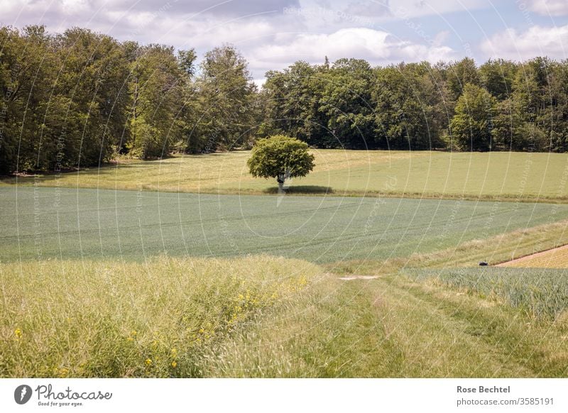 Solitärbaum Baum Feld Felder Landschaft wiesen Grasweg Außenaufnahme Menschenleer grün Sommer Natur Farbfoto Wolken Tag Landwirtschaft Wald Wiese bewölkt Umwelt
