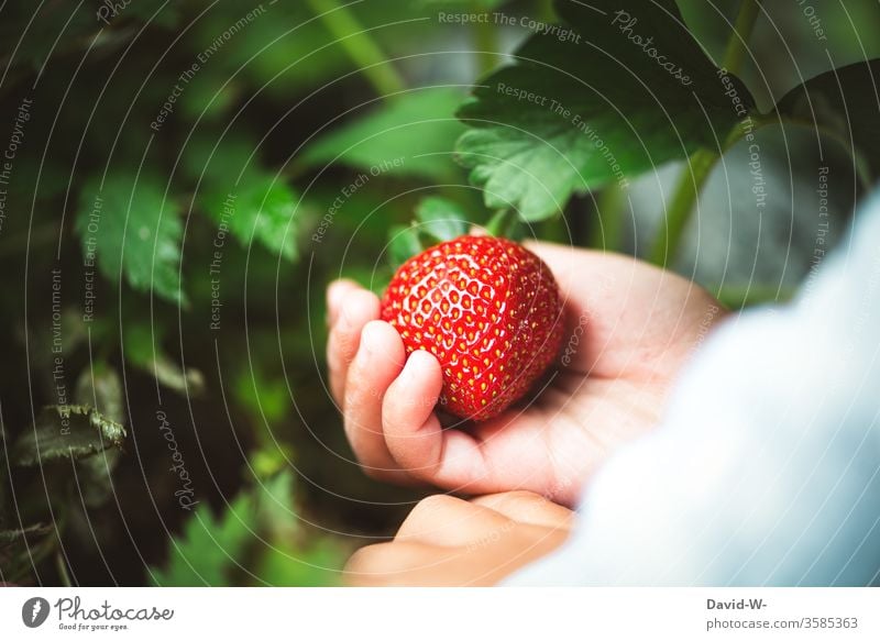 ein kleines Kind pflückt eine saftige rote Erdbeere aus dem Garten Erdbeerzeit Frucht Leckerbissen schön Beerenfrucht obstsorten ertrag ertragreich Sammler