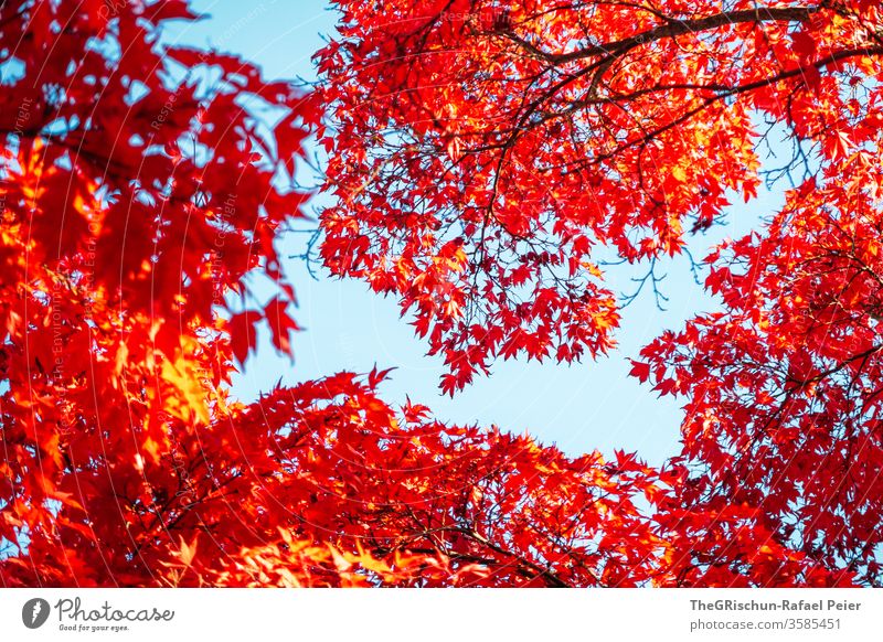 rote Blätter vor blauem Himmel Herbst Blatt Pflanze bunt Natur Farbfoto Außenaufnahme Jahreszeit Menschenleer Baum Umwelt