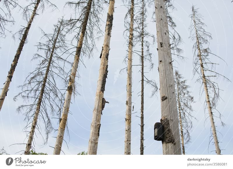 Vogel Haus in einem abgestorbenen Wald Vogelhaus Kasten Nisthilfe Naturschutz Umwelt Waldsterben Borkenkäfer Heim wohnen leben Brut kahl Fichten Klimawandel