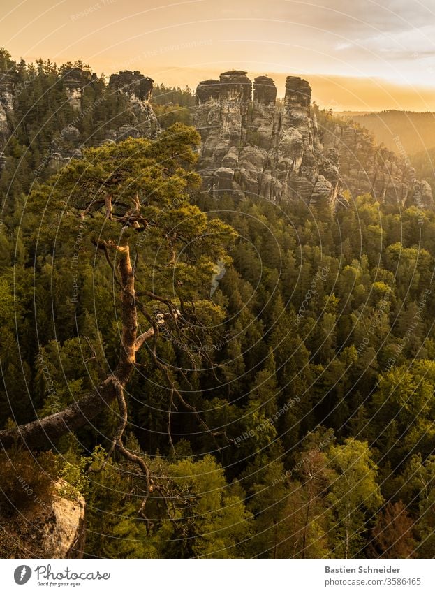 Die berühmte Kiefer bei der Bastei im Elbsandsteingebirge Landschaft Felsen Wald Berge u. Gebirge Sommer Deutschland schön wandern Schatten Europa Ausflug
