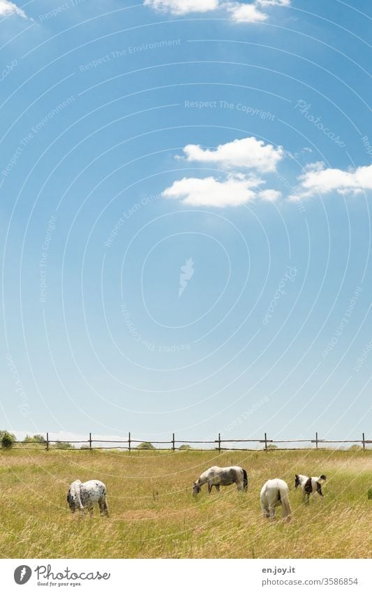 Pferde auf der Weide Pferdekoppel Wiese Zaun Idylle Himmel blauer Himmel schönes Wetter Wolken Textfreiraum oben Landschaft Landwirtschaft grasen