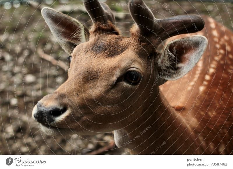 Nahaufnahme eines Jungen  Rehbocks. Tierwelt, Wildtier. Bambi rehbock wildtier tierliebe tierschutz bambi Natur Säugetier Tierporträt Rehkitz