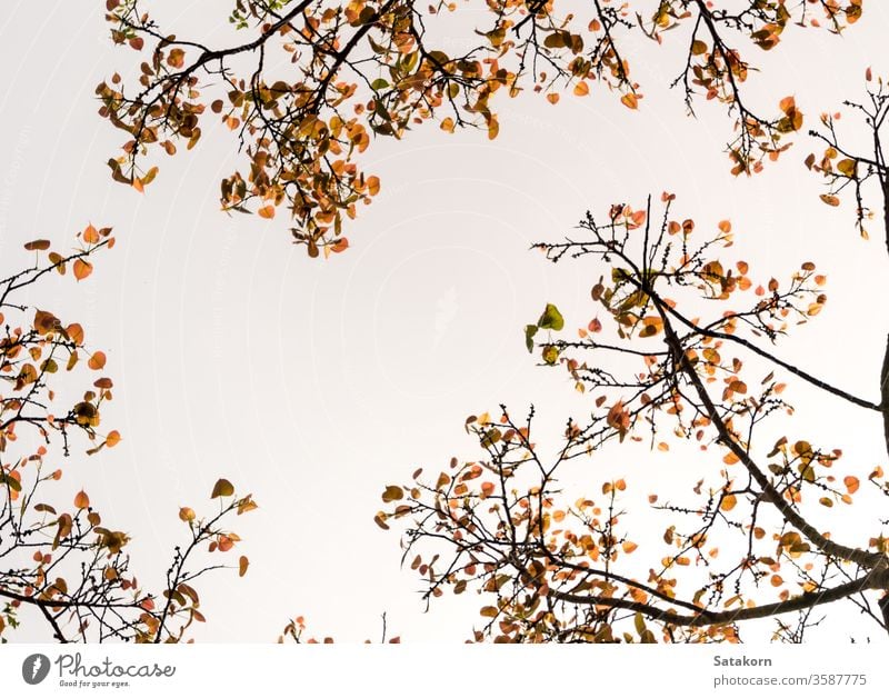 Ein niedriger Aussichtspunkt auf die Blätter des Heiligen Feigenbaums , Blick in den Himmel durch Licht Sonne Baum Ficus Wald grün Niederlassungen Natur